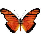 Mexican Juno Longwing